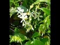 Quimbamba(Canto Negroid)Edmundo Ros Quimbamba(Canto Negroid)Edmundo Ros