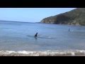 Killer Whales hunting stingray