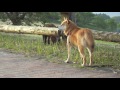Click here to watch this video Mr.Badger,good morning! ＜柴犬モモちゃん vs アナグマ＞
