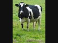 clash pour un ange dechu.wmv