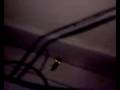 Extra�o animal de luces