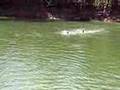 videos de rio suiá