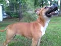 Click here to watch this video Oviedo's staffy's