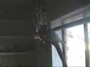 Goldie at window