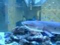 サメ水槽'(whitetip sharks in tank)04