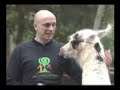 Passeio Animal - Lhama