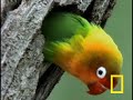 Birds of Paradise - Lovebirds Birds of Paradise - Lovebirds