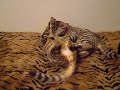 Cat Wrestling - Wolfy vs. Tygo