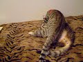 Cat Wrestling - Wolfy vs. Tygo Cat Wrestling - Wolfy vs. Tygo