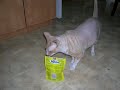Mes animaux domestiques - My pets