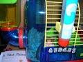 Mes animaux domestiques - My pets