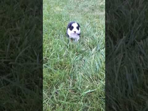 Brilliant Border Collie Male Puppy.
