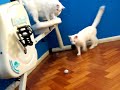 gatinhos brincando com bolinha