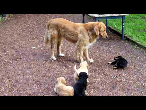 how to properly discipline a puppy