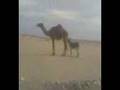 Afghan Padare Diablo Kate Madare Diablo