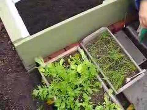 Sharon and the City Farmer Cold Frame