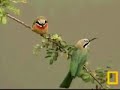 National Geographic Petes Pond Bee Eaters Bird 11/26/07 National Geographic Petes Pond Bee Eaters Bird 11/26/07