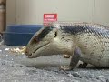 Blue-Tongue Lizard
