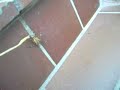 monsterspinne