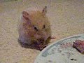 Tichechette...hamster