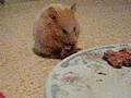 Tichechette...hamster
