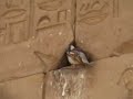 Egypt Edfu (Idfu) Temple Story of Horus Wall 2007