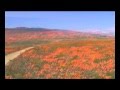 California Poppies at The Antelope Valley California Poppy Reserve 2008
