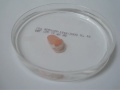 Nexium