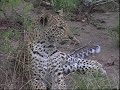 Beautiful Young Leopard