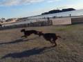 2009-01-06 | Irish Setter [ Pino ]20090103 ~> Sakura Famiry ...  (00:37)