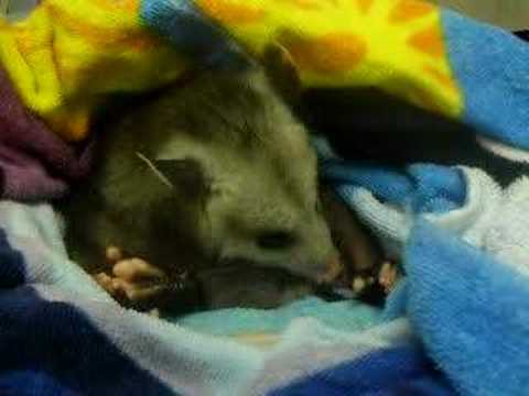 opossum