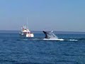 Petit Passage Nova Scotia Whale Watch