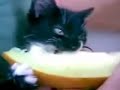Melon Kitty