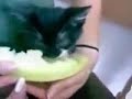 Melon Kitty