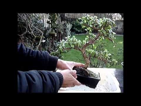 how to fertilize chinese elm bonsai