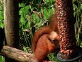 Cyril the squirrel