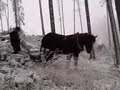 P?ibli?ování d?eva kon?m P?ibli?ování d?eva kon?m