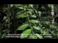 Lifestyles intra herbal juice a chinese herbal nutritional supplement
