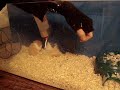 Hamster Heart Attack