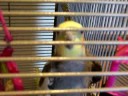 Hubie the Cockatiel Hubie the Cockatiel