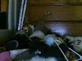 When shoes attack stuffed animlas!!!! Part 2 When shoes attack stuffed animlas!!!! Part 2