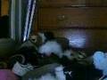When shoes attack stuffed animlas!!!! Part 2