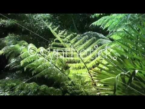 how to transplant tree ferns nz