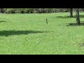 zwaluwen, swallows zwaluwen, swallows
