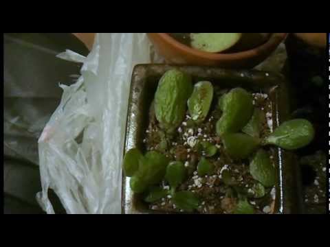 how to plant jade leaves