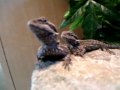 The Beardies: Better Quality :)