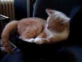 Katze auf Subwoofer