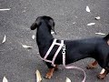 Daschund Chiquina F1 Daschund Chiquina F1