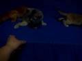 videos de kitten blue,fawn,red abyssinian