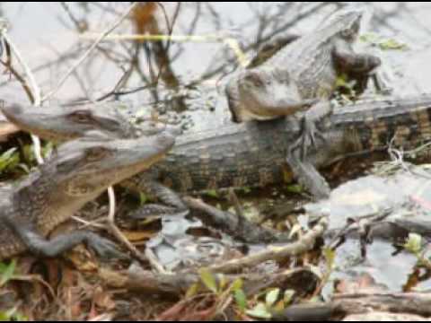Alligators